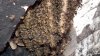 DSCF2929lr.jpg