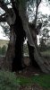 003_Mambray_Ck_big_old_tree_2.jpg