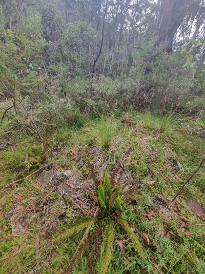 Brocket, old chimely rock stack, scrap itn.jpg