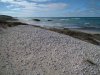 DSCF2567a.jpg