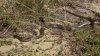 DSCF2694a.jpg