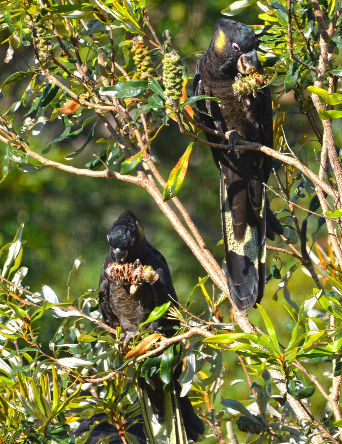 Black Cockatoos Feeding.JPG