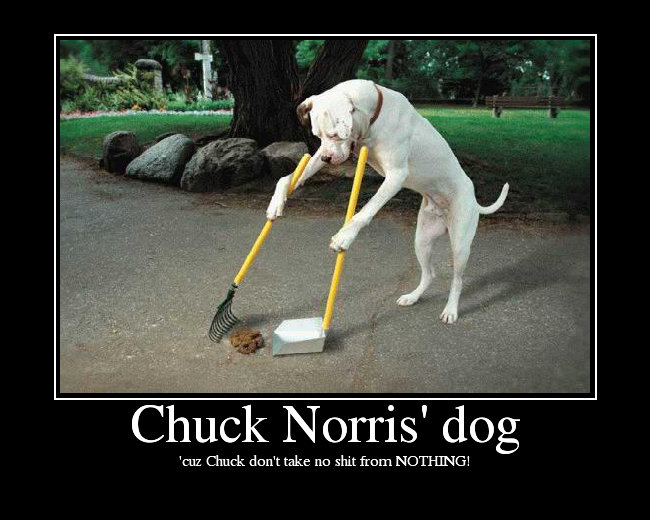 chuck-norris-dog.png